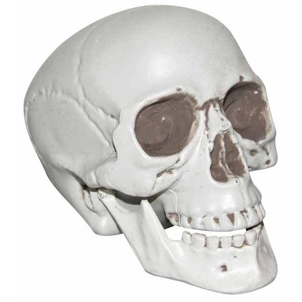 Realistic Plastic Skull Halloween Decoration, 7 Inch
