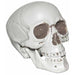 Realistic Plastic Skull Halloween Decoration, 7 Inch
