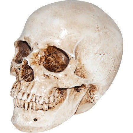 7-Inch Realistic Skull Halloween Prop