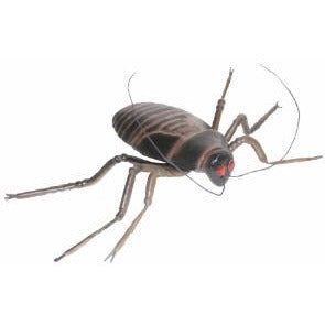Small Cockroach Halloween Prop