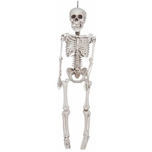 36-Inch Realistic Plastic Skeleton Halloween Prop