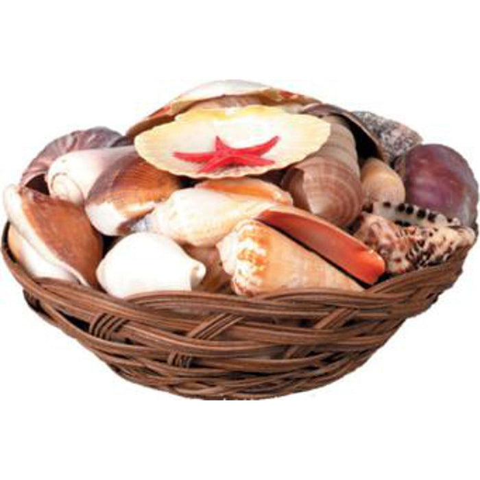 Coastal Shell Basket With 40-45 Shells Included.
