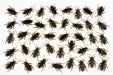 Creepy Creature Cockroach Decorations, 40 Count