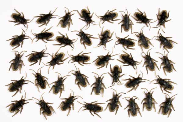 Creepy Creature Cockroach Decorations, 40 Count