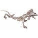 "Realistic Skeleton Lizard Replica"