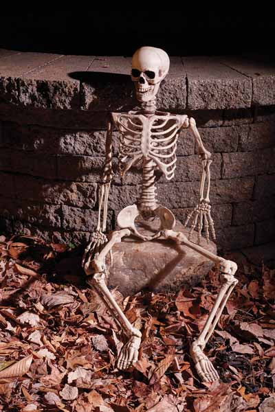 36-Inch Articulated Skeleton in Natural Bone Color