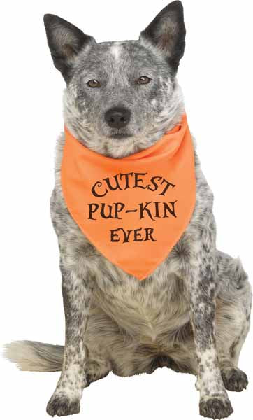 Pup Howloween Orange Dog Bandana, Large/XL