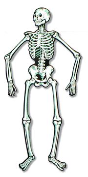 55-Inch Jointed Skeleton Halloween Decoration