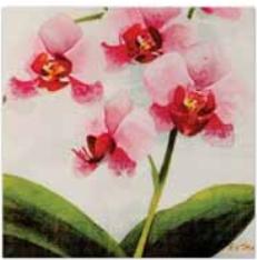 Orchid 3-Ply Luncheon Napkins, 20 Count