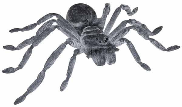 Gray Spider