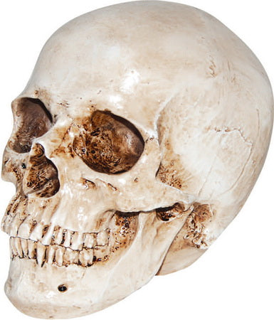 7-Inch Realistic Skull Halloween Prop