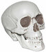 Realistic Plastic Skull Halloween Decoration, 7 Inch